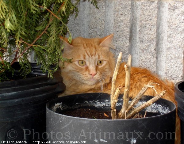 Photo de Chat domestique