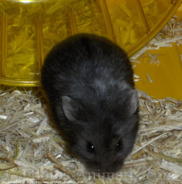 Photo de Hamster