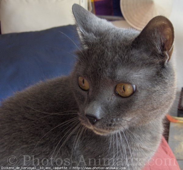 Photo de Chartreux