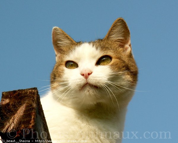 Photo de Chat domestique