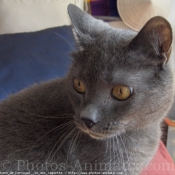 Photo de Chartreux