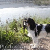 Photo de Cavalier king charles spaniel