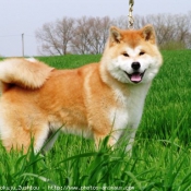 Photo d'Akita inu