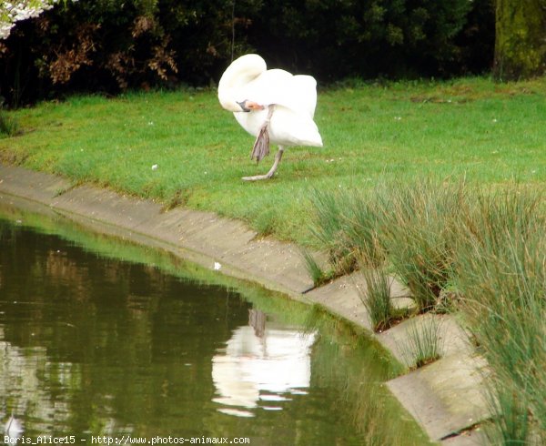 Photo de Cygne