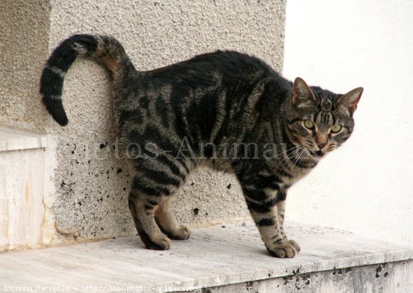 Photo de Chat domestique