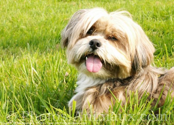 Photo de Lhassa apso