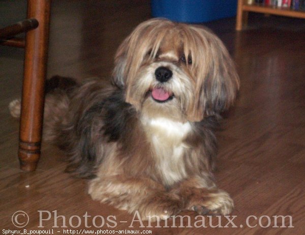 Photo de Lhassa apso