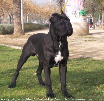 Photo de Chien de cour italien