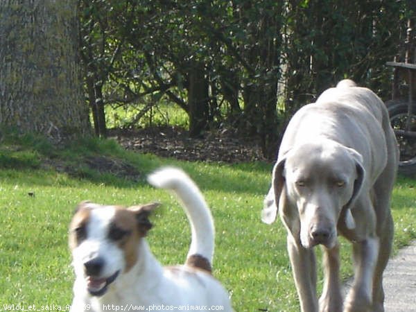 Photo de Races diffrentes