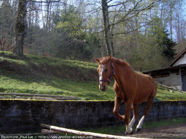 Photo de Selle franais