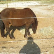 Photo de Races diffrentes