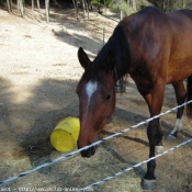 Photo de Races diffrentes