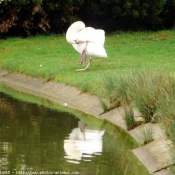 Photo de Cygne