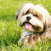 Photo de Lhassa apso