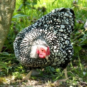 Photo de Poule