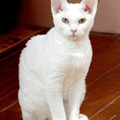 Photo de Devon rex