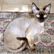 Photo de Devon rex