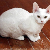 Photo de Devon rex