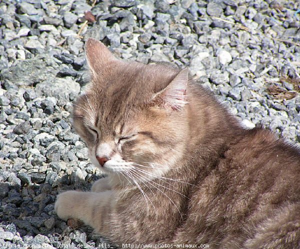 Photo de Chat domestique