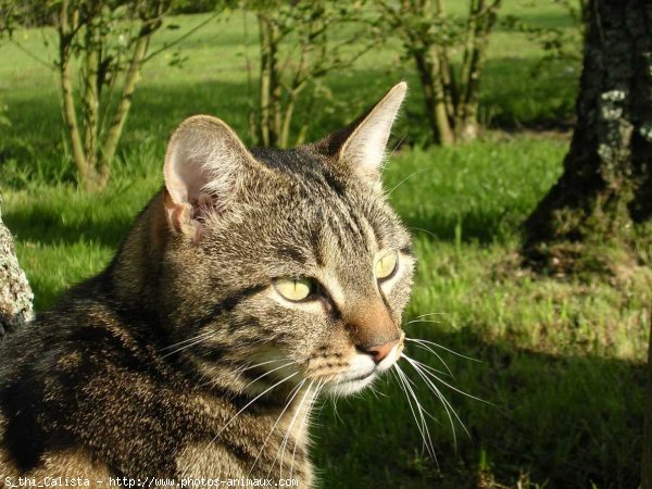 Photo de Chat domestique