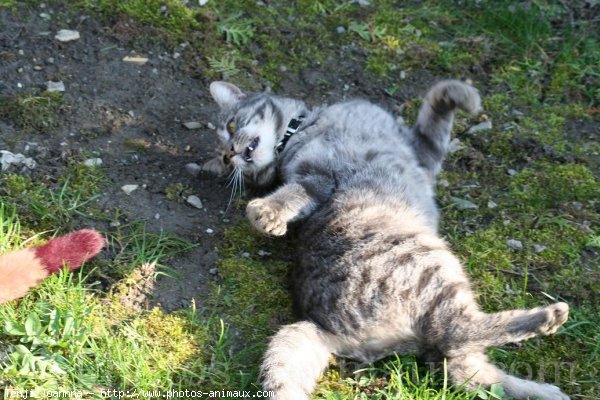 Photo de Chat domestique