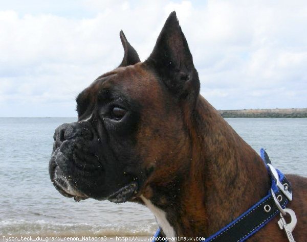 Photo de Boxer