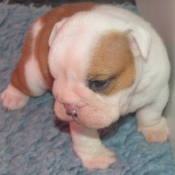 Photo de Bulldog