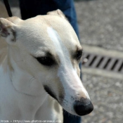 Photo de Whippet