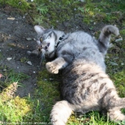 Photo de Chat domestique