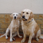 Photo de Golden retriever