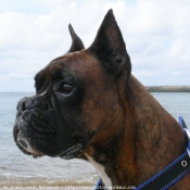 Photo de Boxer