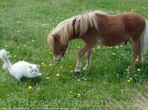 Photo de Ragdoll