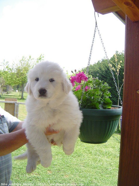 Photo de Chien de montagne des pyrnes