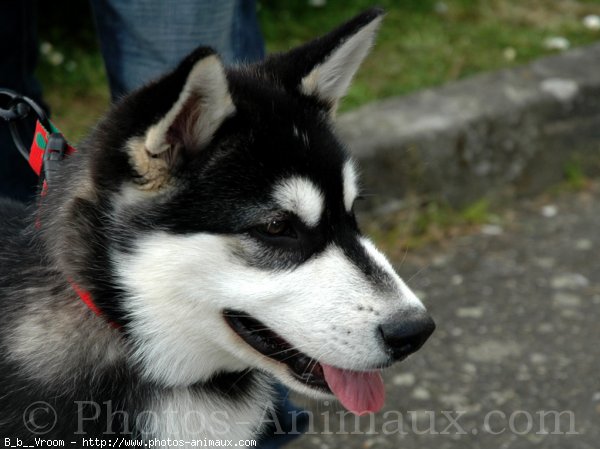 Photo De Malamute De L Alaska Bebe N Sur Photos Animaux Com