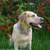 Photo de Labrador retriever