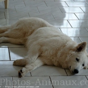 Photo de Berger blanc suisse