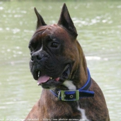 Photo de Boxer