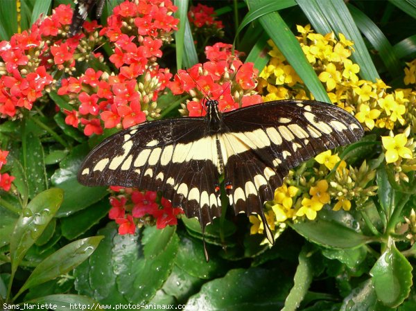 Photo de Papillon