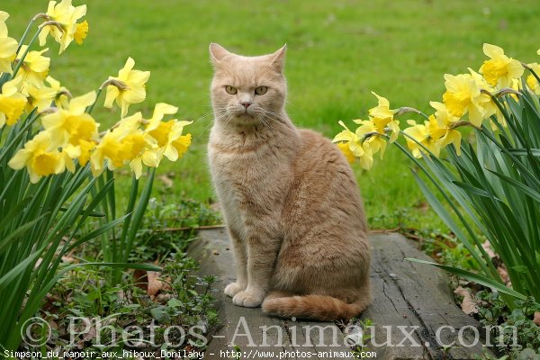 Photo de British shorthair