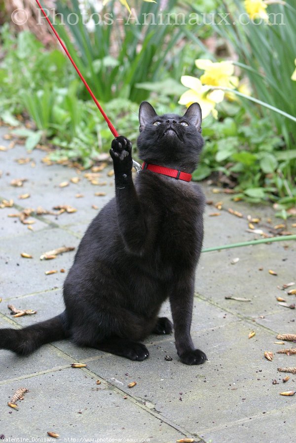 Photo de Chat domestique