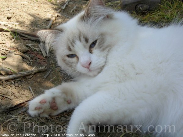 Photo de Ragdoll