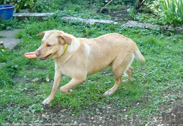 Photo de Labrador retriever