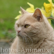 Photo de British shorthair