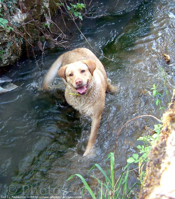 Photo de Labrador retriever