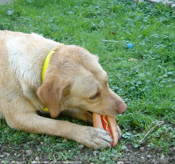 Photo de Labrador retriever