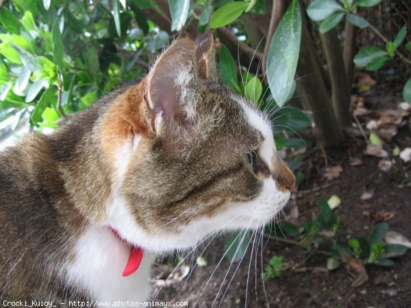 Photo de Chat domestique