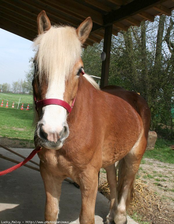 Photo de Haflinger