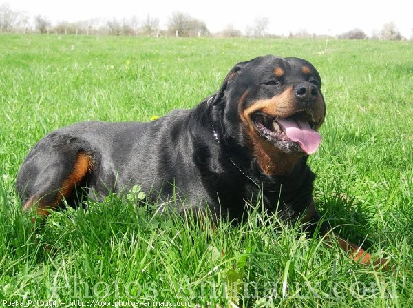 Photo de Rottweiler