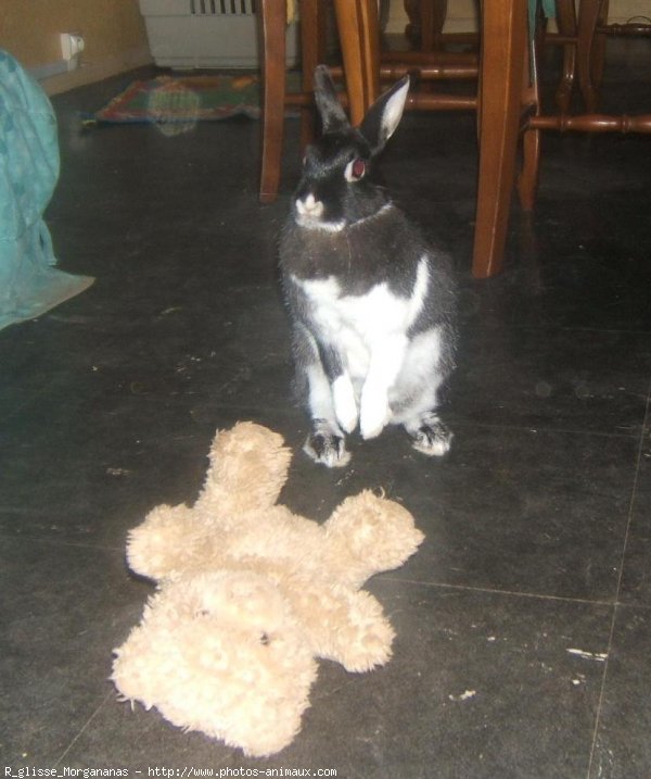 Photo de Lapin