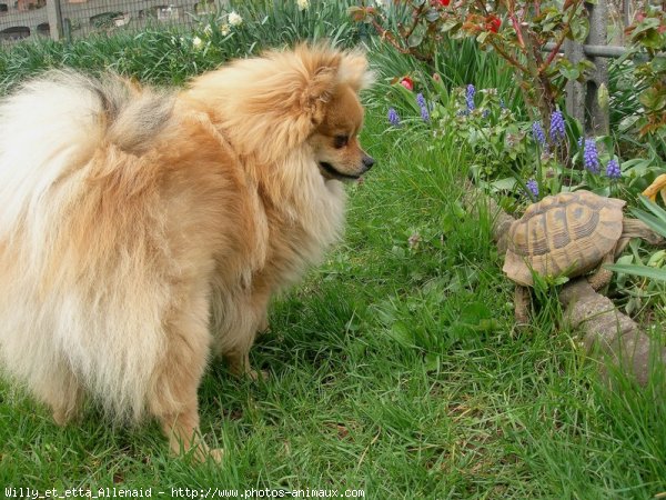 Photo de Races diffrentes